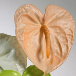 130 Just For Flowers Osiana Peach