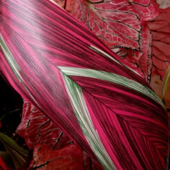 RIBBON LEAF ASPIDISTRA 4.25’’ X 50 YDS PINK